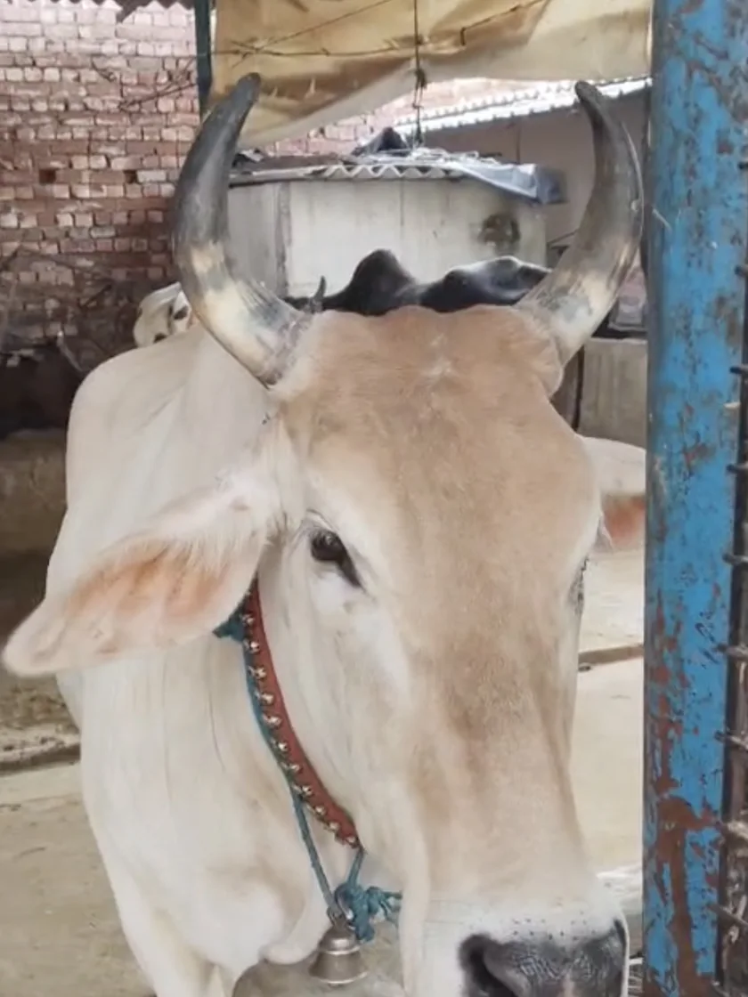 A rescued white cow with a brass bell.