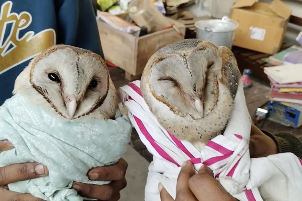 Two rescued barn owls wrapped gently in cloth at the hospital.