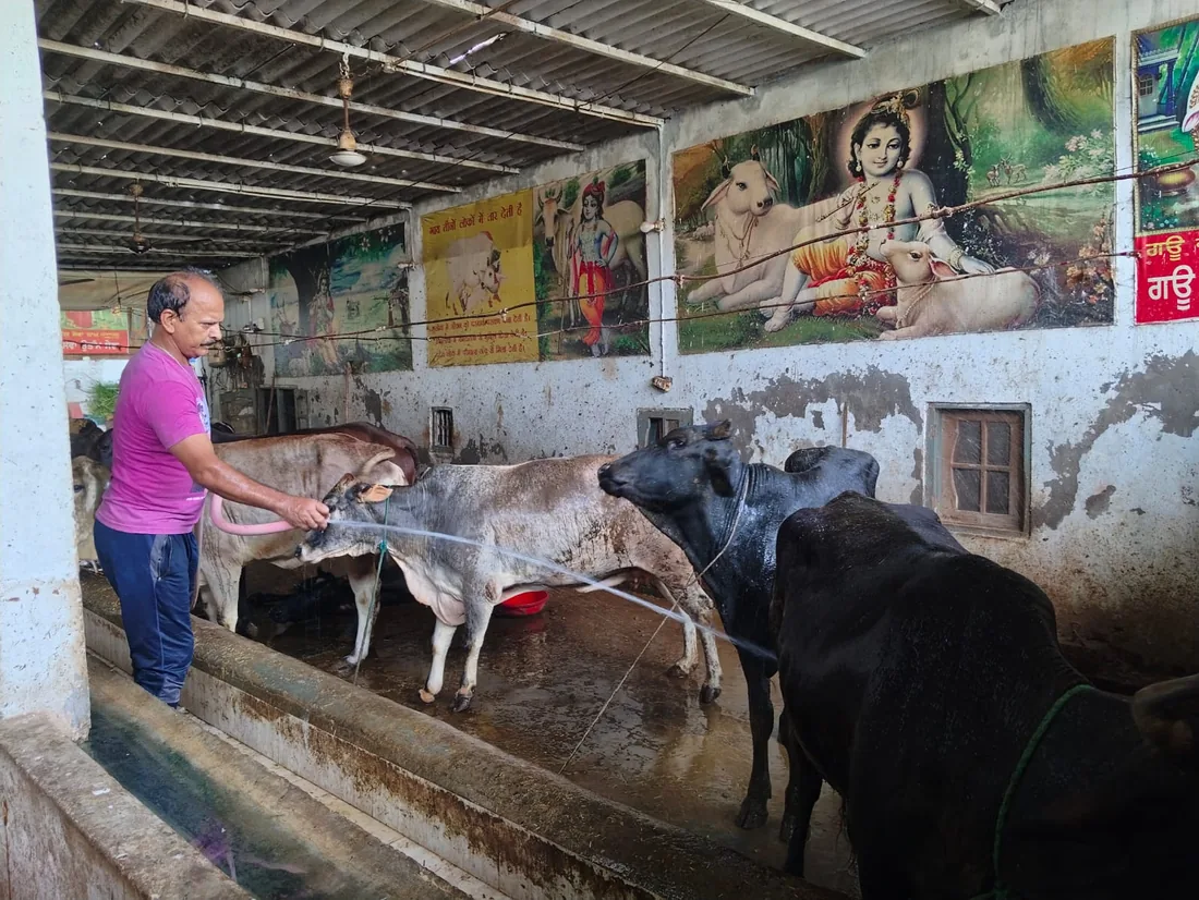 A caretaker bathing the cows at the shelter.