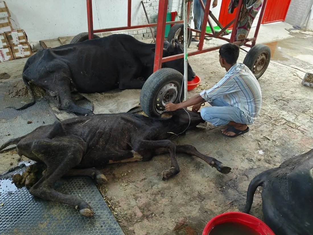 A recumbent buffalo being cared for on a cushioned mat at the shelter.