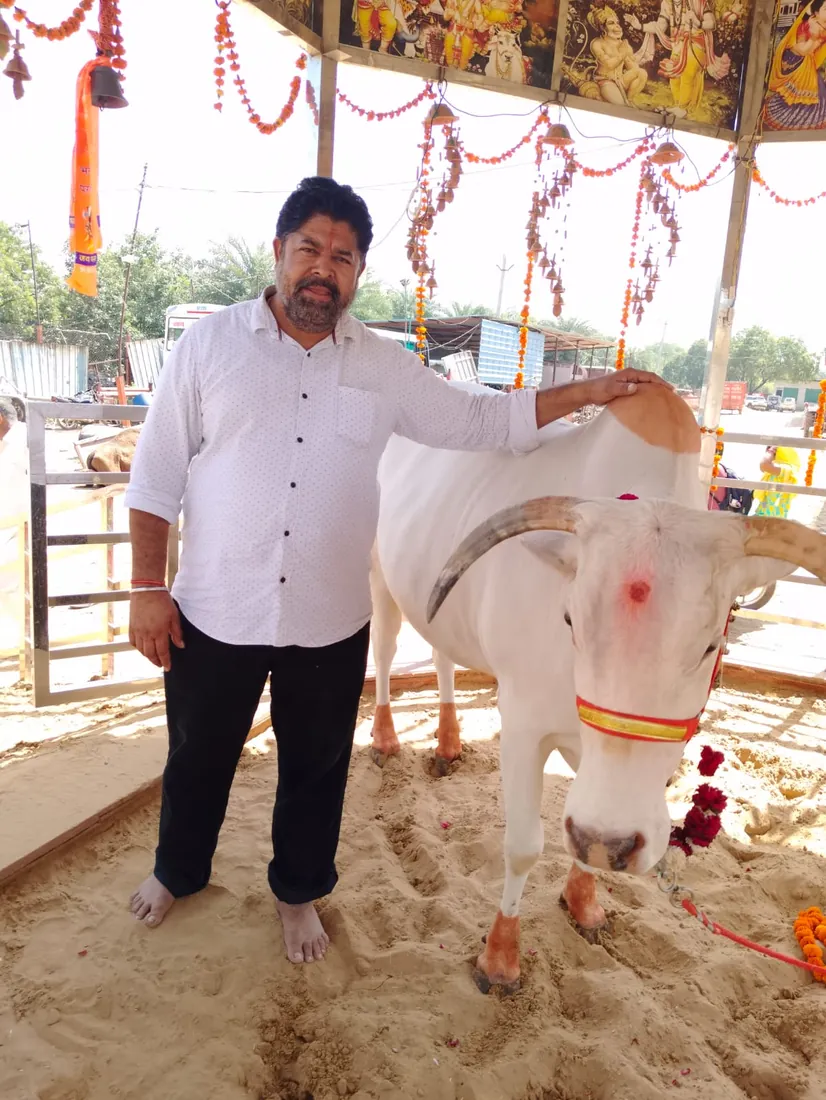 A supporter standing with a garlanded white bull under a festive canopy at the gaushala.