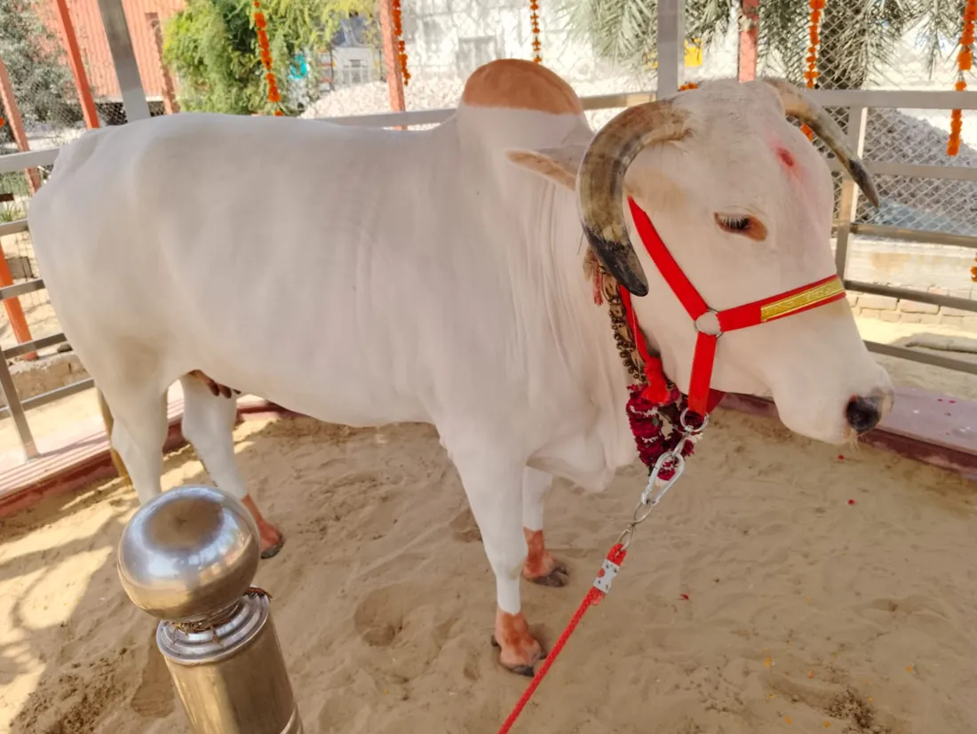 A white Haryana bull with curved horns, garlanded with a red halter and marigolds at the gaushala.