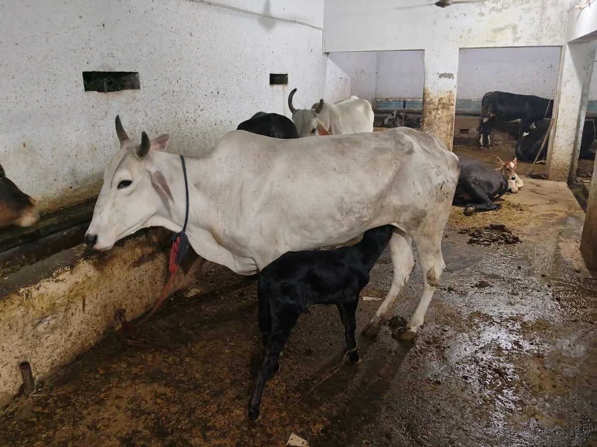 A rescued white cow nursing her black calf inside the gaushala shed.