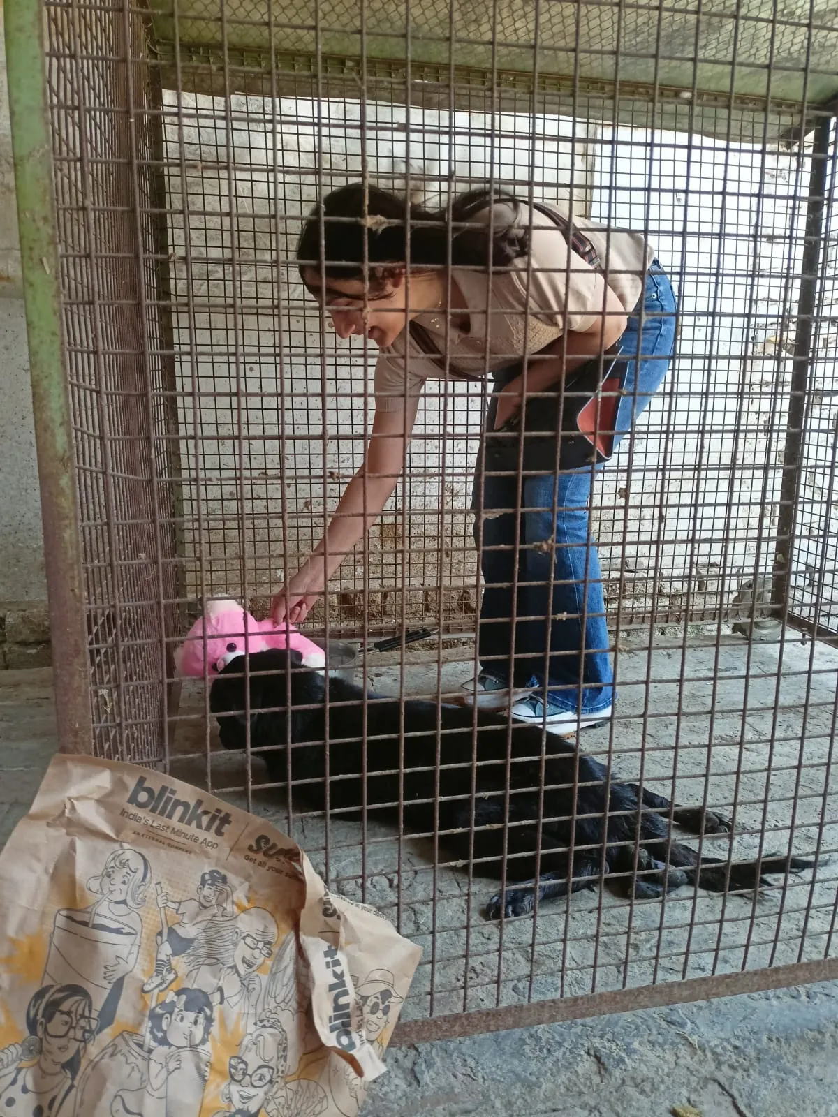 A volunteer comforting a rescued dog with a soft toy in the shelter's kennel.