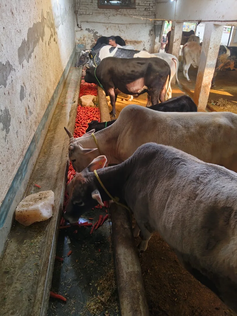 Rescued cows feeding on carrots and fresh fodder at the shelter.