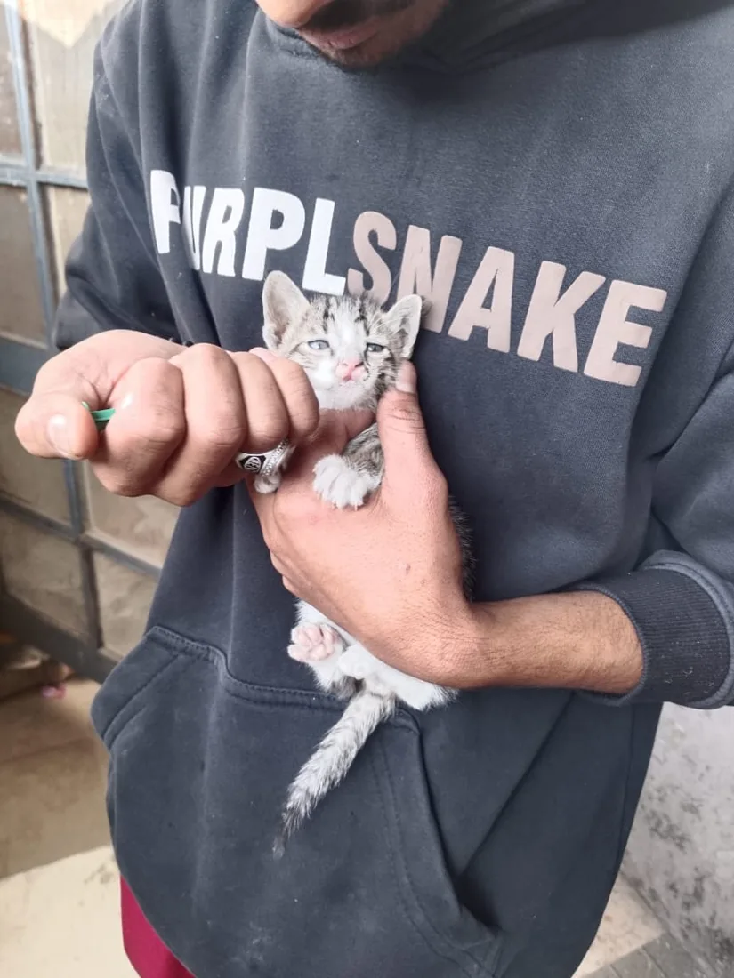 A volunteer cradling a rescued kitten being given medicine.