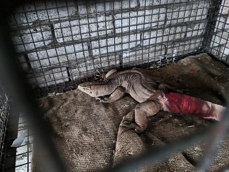 A rescued monitor lizard recovering safely.