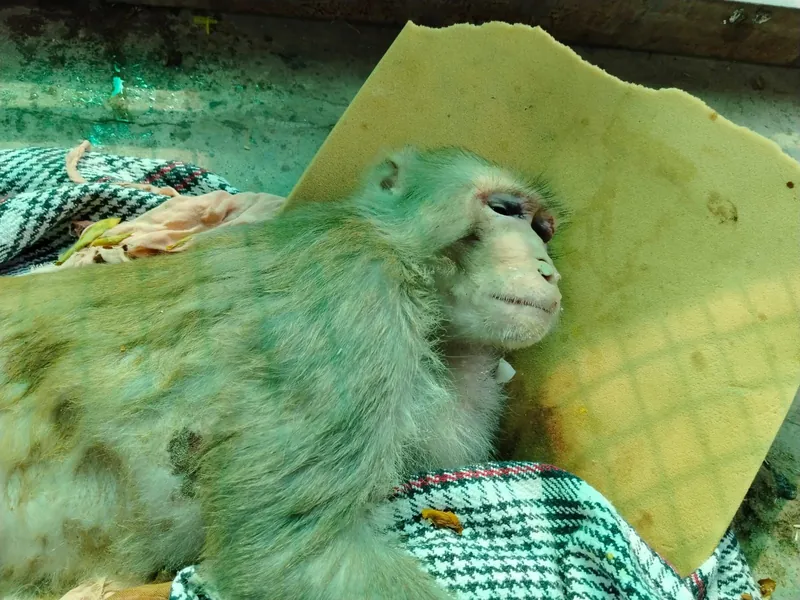 A rescued monkey resting on a cushion.