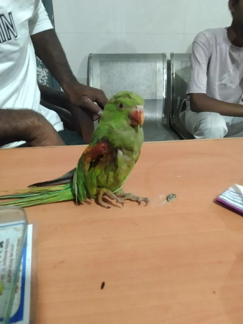 A rescued parakeet looked after on the table.