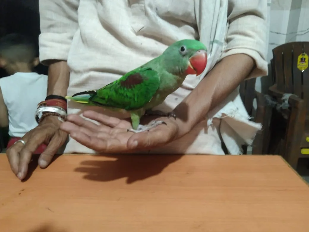 A rescued Alexandrine parakeet perched on a caretaker's hand.