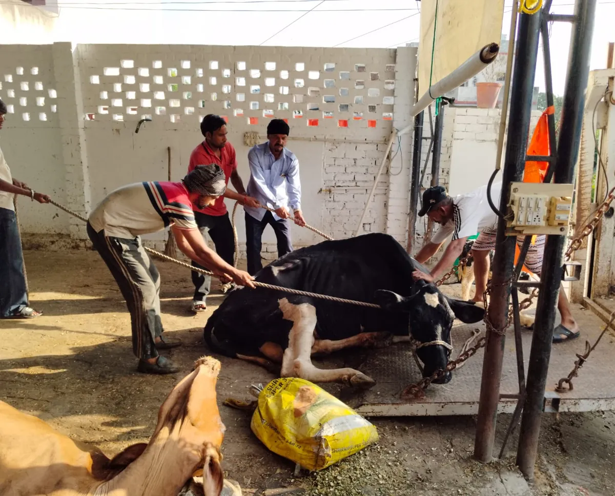Caretakers using a hydraulic lift to gently raise a weak, collapsed cow for treatment at the shelter.