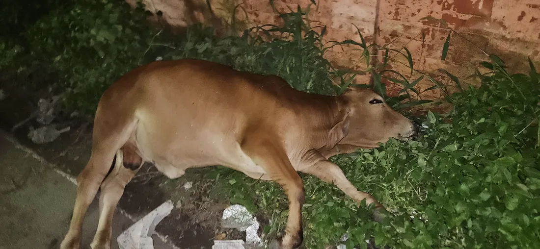 A collapsed calf found at night and brought in for veterinary care.