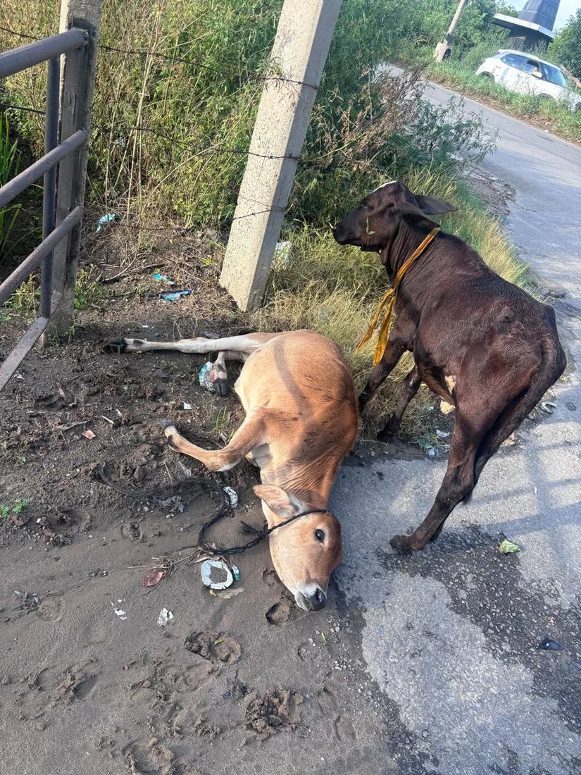 Two weak calves rescued from the roadside, before treatment and shelter.