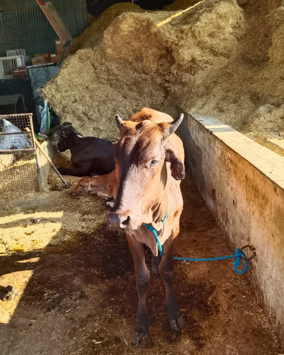 A recovered cow standing healthy at the shelter.