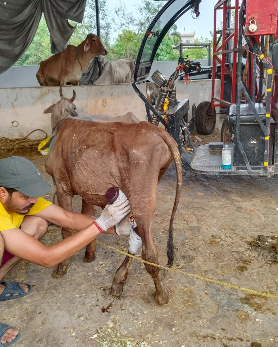 A volunteer treating an injured cow's leg on the ground at the shelter.