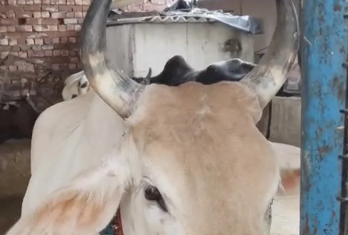 A dignified rescued cow at the gaushala.