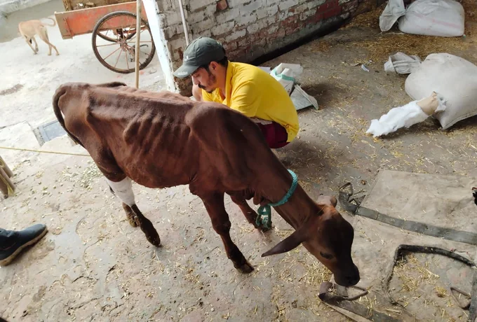 A volunteer checking a cow out in the field.