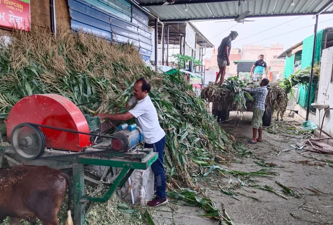 Fresh green fodder being cut for the cows.