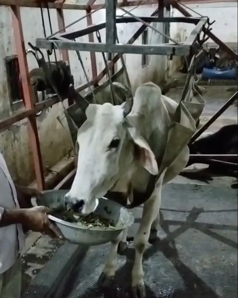 A weak rescued cow supported in a recovery sling, hand-fed inside the shelter.