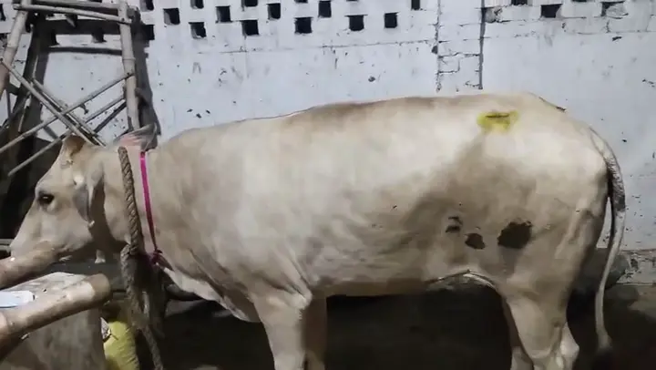 A cow hurt in a road accident standing in the treatment frame at the hospital.