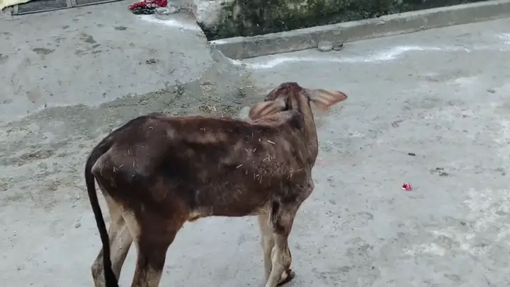 A once emaciated calf with a healed broken leg walking at the shelter.