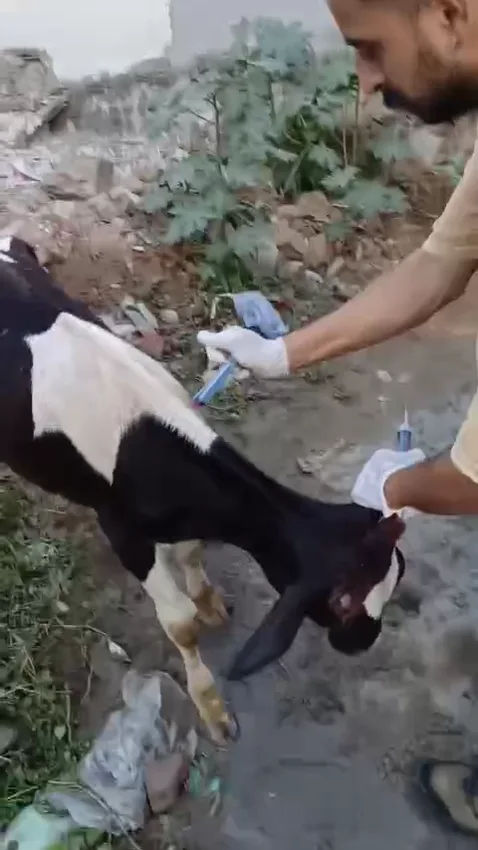 A caretaker in gloves gives injections to an injured stray calf on the street.