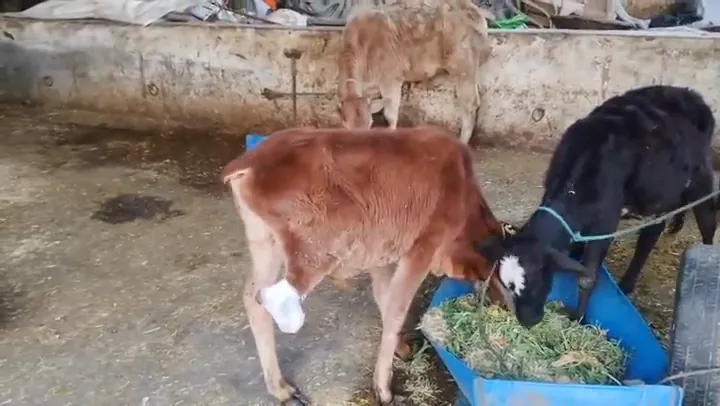 Rescued calves, one with a bandaged leg, feed together as they heal.