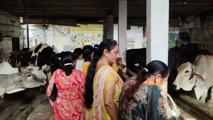 Women and families from the community walking among the cows at the gaushala.