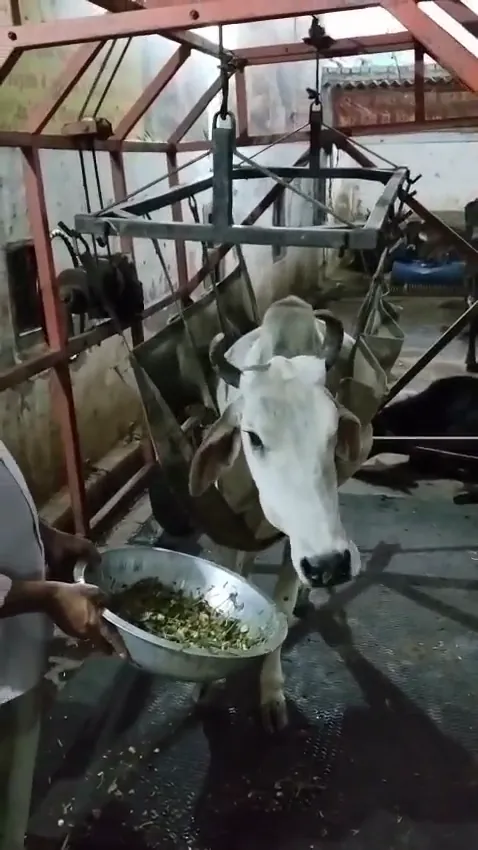 A cow too weak to stand is supported in a sling and fed by hand while it recovers.