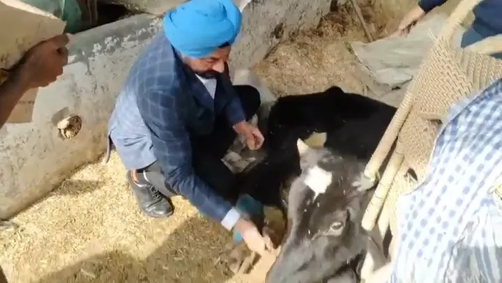A caretaker treats a rescued calf and feeds it jaggery for strength.