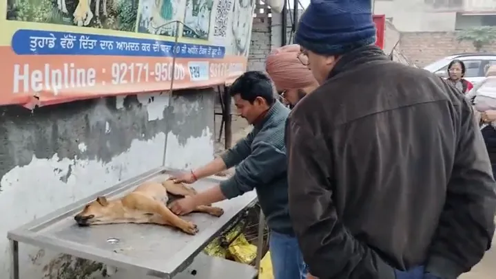 A rescued street dog receives care beside our animal rescue helpline van.