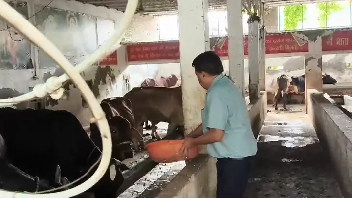 CA Rajiv Goyal, in a green shirt, carries an orange tub of feed along the cow shed, serving the cows.