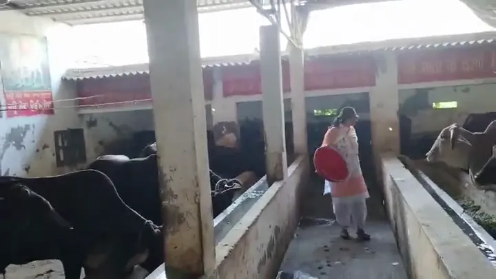 Cows lining up for their evening feed in the gaushala shed.