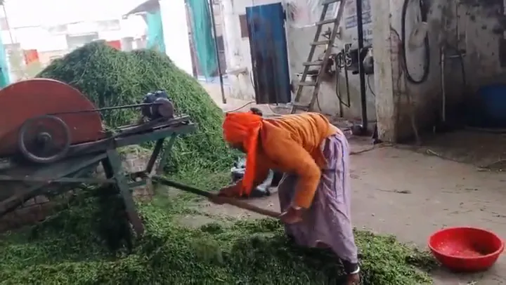 Fresh green fodder is cut and prepared for the herd every day.