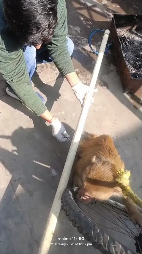 A rescued monkey with its fractured leg set in a splint.