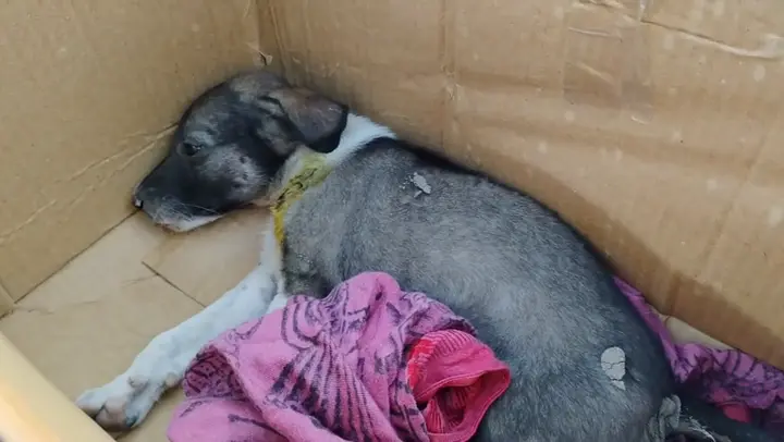 A rescued puppy sleeping wrapped in a blanket inside a box.