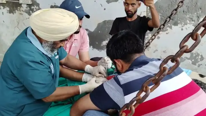 Volunteers and caretakers dressing a cow's wound together at the shelter.